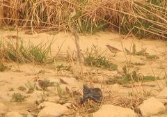 Anthus rubescens japonicus