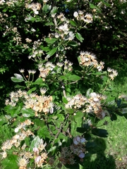 Crataegus × media