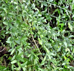 Balanites aegyptiaca