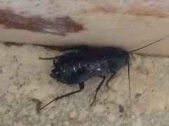 Blatta orientalis