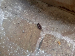 Blatta orientalis