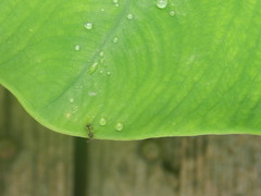 Teleopsis quadriguttata