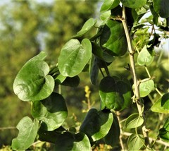 Cocculus hirsutus