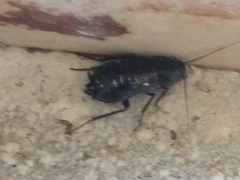 Blatta orientalis