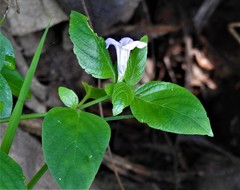 Ruellia patula