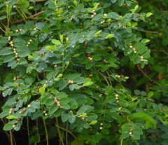 Phyllantheae