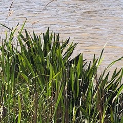 Crinum pedunculatum