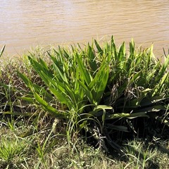 Crinum pedunculatum