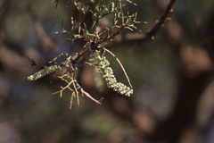 Hakea eyreana