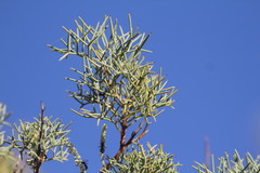 Hakea eyreana