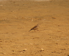 Anthus rubescens japonicus