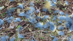 Cossypha caffra caffra