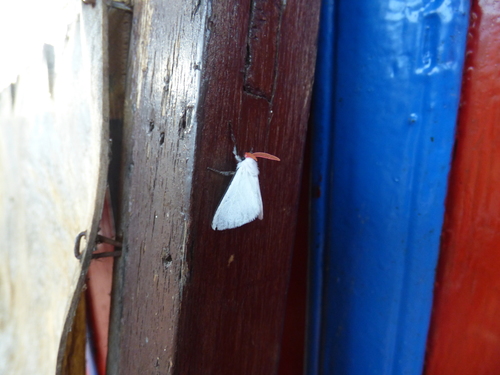 Megalopygidae