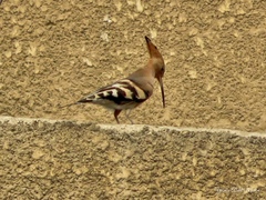 Upupa epops