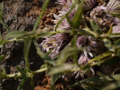 Lepidagathis trinervis