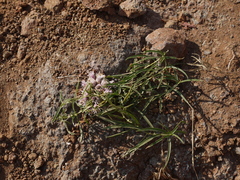 Lepidagathis trinervis