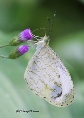 Leptosia nina
