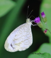 Leptosia nina