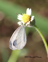 Leptosia nina