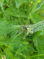 Aglais urticae