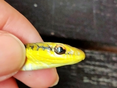 Dendrelaphis subocularis