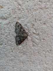 Cleorodes lichenaria