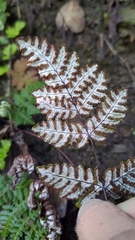 Aleuritopteris formosana