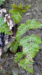 Aleuritopteris formosana