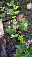 Aleuritopteris formosana