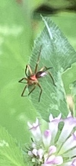 Philodromus marxi