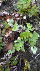 Aleuritopteris formosana