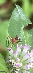 Philodromus marxi