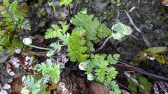 Aleuritopteris formosana