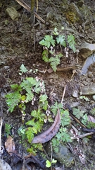 Aleuritopteris formosana