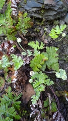 Aleuritopteris formosana