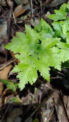 Doryopteris concolor