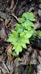 Doryopteris concolor