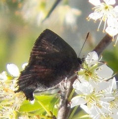 Callophrys irus