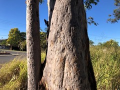 Corymbia henryi