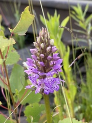 Dactylorhiza