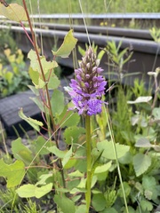 Dactylorhiza