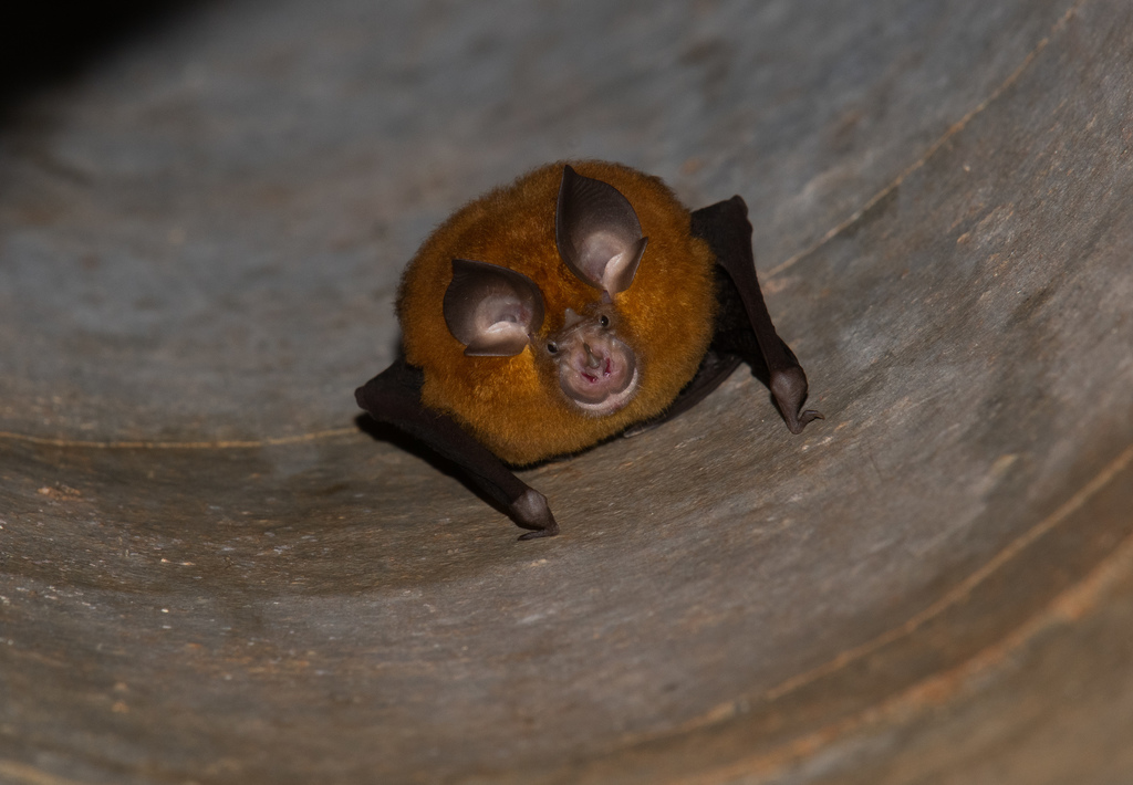 Formosan Lesser Horseshoe Bat
