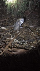 Tyto alba delicatula