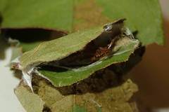 Hemiscopis sanguinea