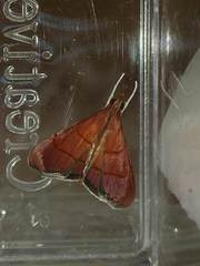 Hemiscopis sanguinea
