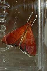 Hemiscopis sanguinea