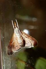 Hemiscopis sanguinea