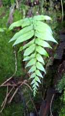 Polypodiastrum mengtzeense