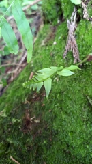 Polypodiastrum mengtzeense