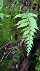 Polypodiastrum mengtzeense